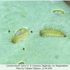 lycaena tityrus larva1